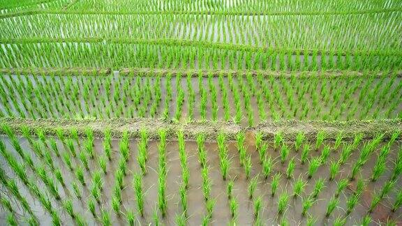 泰国清迈班帕邦派山部落村稻田里的秧苗层与自然的水景:俯视图