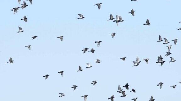 慢镜头:天空中一群飞翔的鸽子
