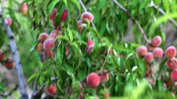 果园里成熟的桃子手持4k射击