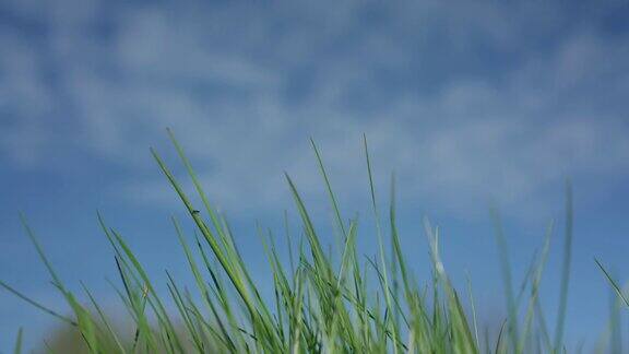 小草在蓝天下随风摇曳
