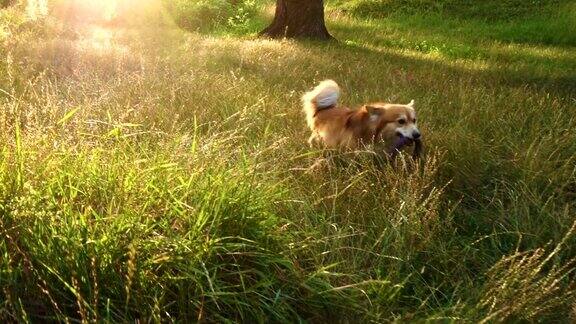 日落时分欢快的柯基犬在森林里奔跑