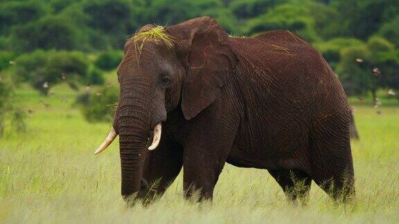 坦桑尼亚大草原上一头非洲象正在吃草