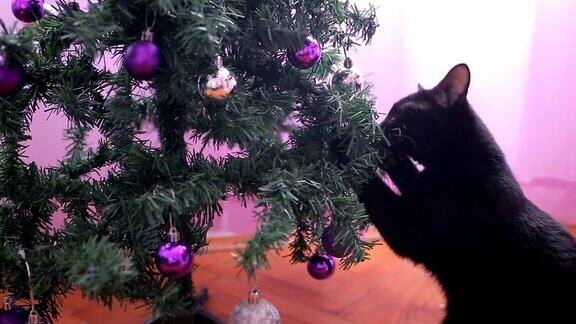 有趣的小黑猫在玩圣诞树