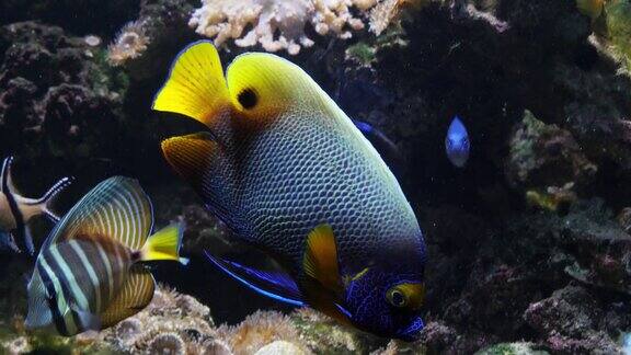 蓝脸神仙鱼鲳鲹成年珊瑚附近来自印度洋的鱼慢镜头4K