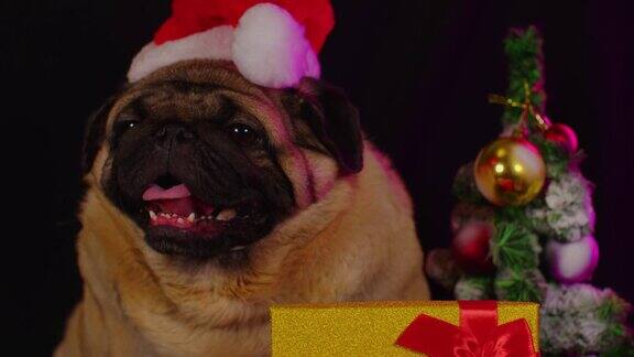 帕格像圣诞老人一样戴着帽子的狗狗狗戴着红色的圣诞老人的帽子在奔向圣诞节孤立在黑色的背景圣诞快乐新年概念