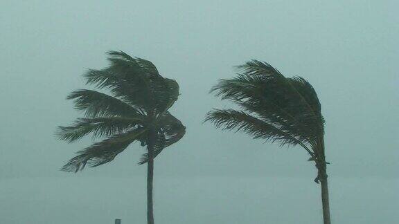 飓风的棕榈树