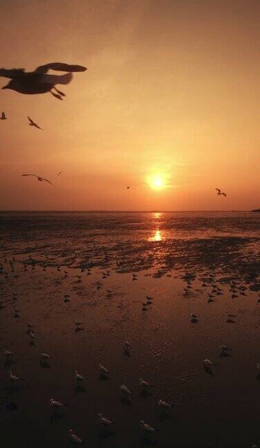 日落时的一群海鸥