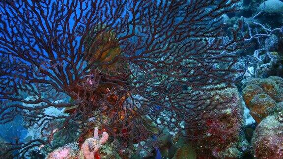 加勒比海的珊瑚礁海景库拉索岛附近的潜水点斯莫基的黑柳珊瑚和绿色海鳗