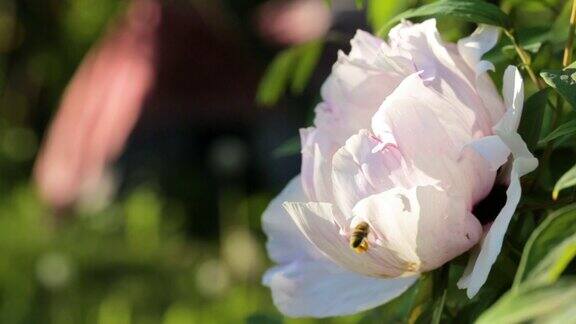 蜜蜂在花园里的牡丹花上采集花粉授粉的花朵