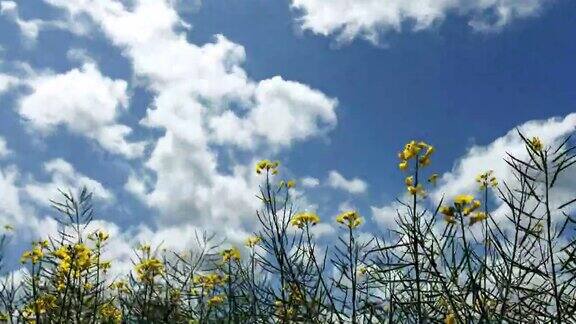 云朵掠过油菜花的时间流逝