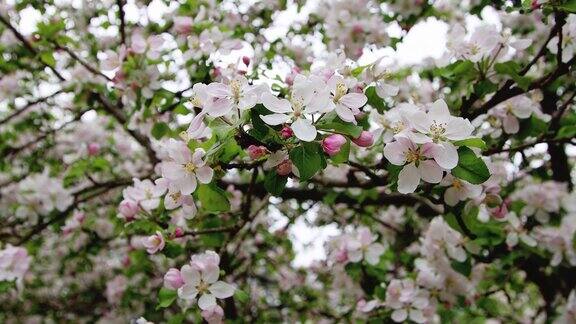 一棵美丽的苹果树在春天开花苹果丰收