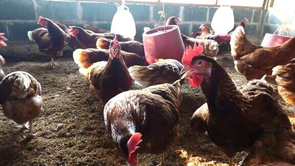谷仓里的鸡用自动喂食器进食动物虐待、圈养生活、食品生产和工业概念