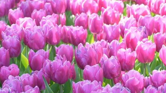 在阳光下的田野上公园里盛开着柔软的粉红色淡紫色郁金香花瓣美丽的大自然