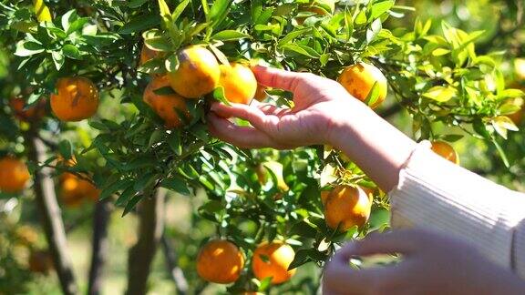 近距离采摘新鲜的橙子在果园