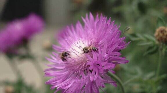 一只蜜蜂在花园里从蓝色的花朵上采集花蜜