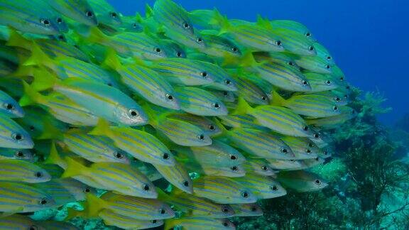 在暗礁中成群游动的蓝条纹鲷