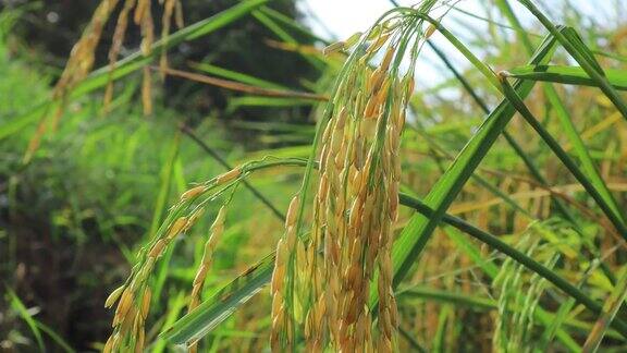 稻田里的水稻随风摇摆