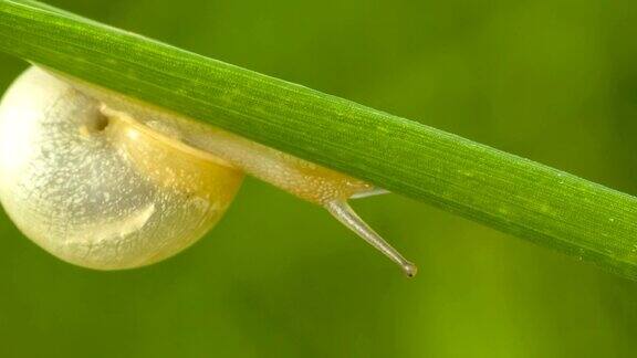 蜗牛在草叶上爬行