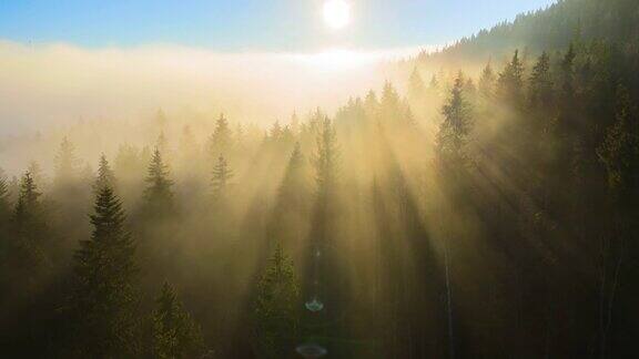 鸟瞰图明亮的阳光照亮光束雾黑暗的森林与松树在秋天日出雾蒙蒙的黎明令人惊叹的野生森林环境与自然保护理念