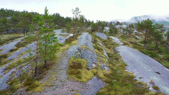 挪威松林上的石头