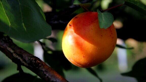 树上的新鲜杏