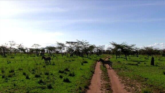 坦桑尼亚塞伦盖蒂的斑马