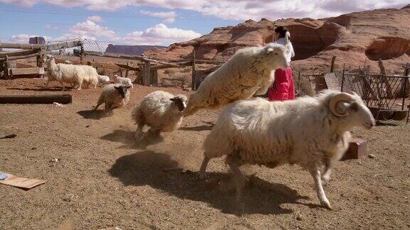 一个纳瓦霍少女在羊圈里用绳子套小羊