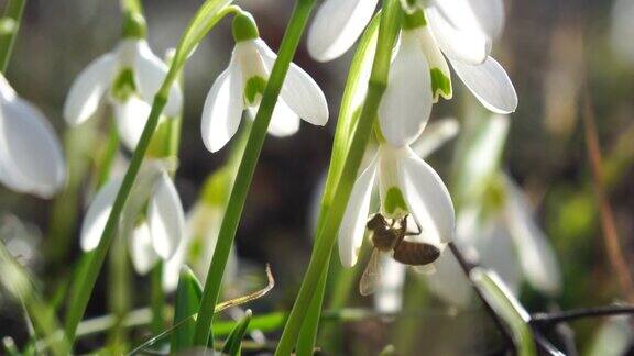 雪花莲在初春的森林中绽放雪花莲林间的雪花莲在风中摇曳蜜蜂从第一个春天的雪花莲上采集蜂蜜特写雪花莲