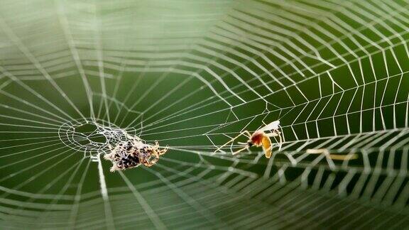 蜘蛛在猎物周围织网