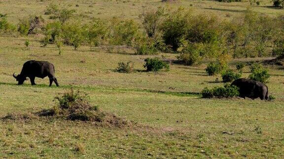 野生水牛在非洲大草原灌木丛附近的平原上吃草