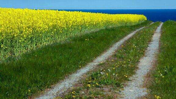 蓝色的天空映衬着黄色的油菜籽田