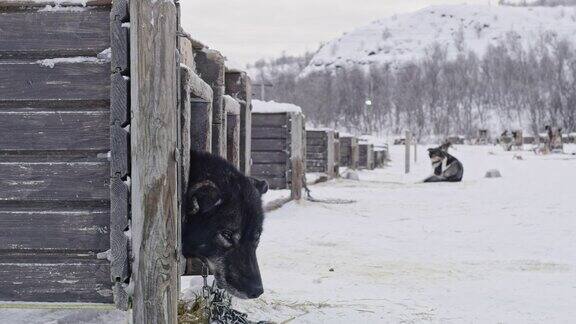 昏昏欲睡的雪橇狗从狗屋往外看