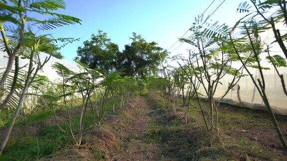 泰国种植的有机植物