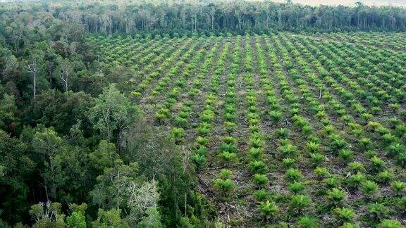 印度尼西亚婆罗洲岛上的棕榈油种植园