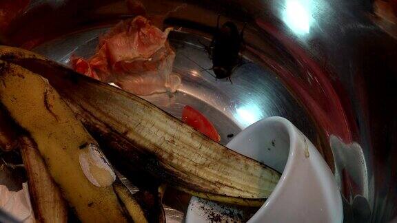 美国蟑螂(美洲大蠊)巨大的蟑螂隐藏在厨房食物残渣之间超高清4k实时