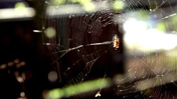 HD:蜘蛛网和蜘蛛