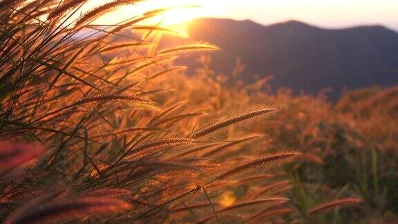 宁静的自然日落草花迎风美丽的阳光