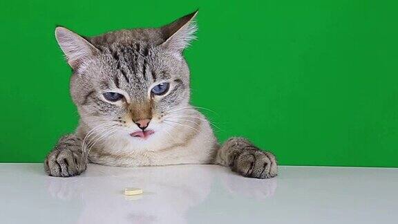 有趣的猫坐在桌子上舔糖果