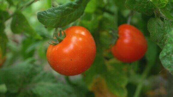 采摘新鲜成熟的番茄在树枝上绿色的树叶背景