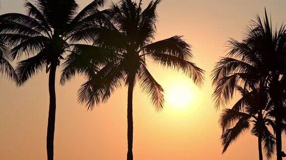 棕榈树与天空在日落或日出时间