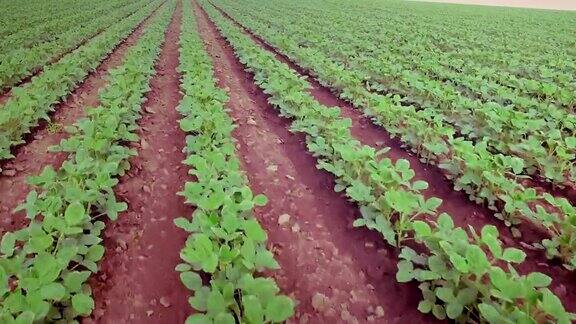 大豆植物的天线