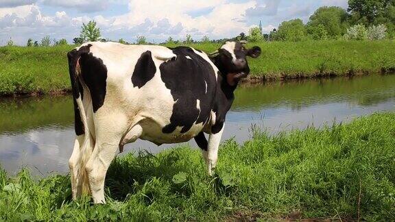 奶牛站在河岸上