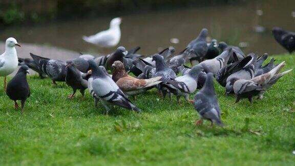 草地上的鸽子慢动作