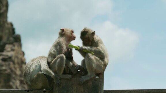 4K电影慢动作野生动物自然镜头猕猴站在一个门从近距离在华富里猴镇泰国晴朗的一天