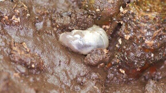 甲虫幼虫在靠近茎的土壤中挖洞