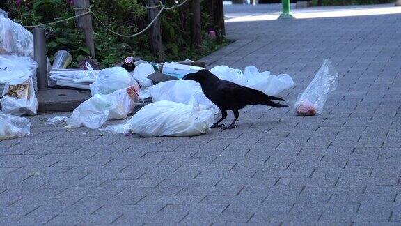 乌鸦从一个废弃的塑料袋里拿出食物