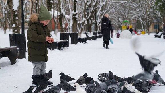 喂鸽子的小男孩一个孩子在冬季公园里向雪地上的小鸟扔面包
