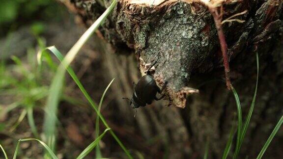 大黑牡鹿甲虫爬过森林中的一棵树