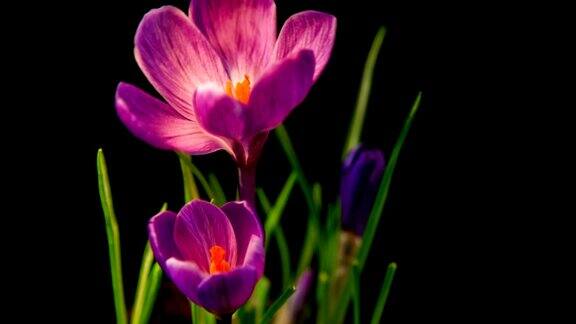 花紫番红花盛开春天的觉醒