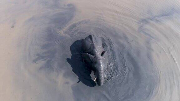 直下鸟瞰一只大象在奥卡万戈三角洲的河里玩耍和游泳博茨瓦纳